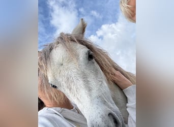 Cavallo in miniatura americano Mix, Giumenta, 2 Anni, Grigio