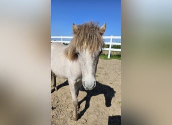 Cavallo in miniatura americano Mix, Giumenta, 2 Anni, Grigio