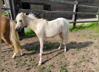 Cavallo in miniatura americano, Giumenta, 3 Anni, Palomino