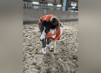 Cavallo in miniatura americano, Giumenta, 4 Anni, 85 cm