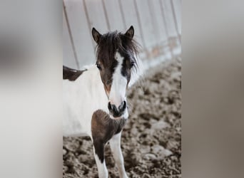 Cavallo in miniatura americano, Giumenta, 4 Anni, 85 cm