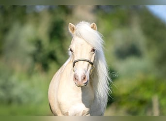 Cavallo in miniatura americano, Giumenta, 5 Anni, 83 cm, Champagne