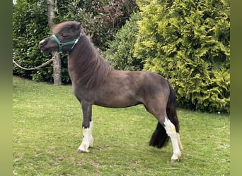 Cavallo in miniatura americano, Giumenta, 5 Anni, Baio nero