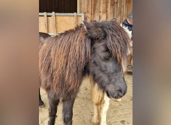 Cavallo in miniatura americano, Giumenta, 7 Anni, 84 cm, Morello