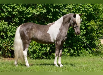Cavallo in miniatura americano, Giumenta, 8 Anni, 84 cm, Tobiano-tutti i colori