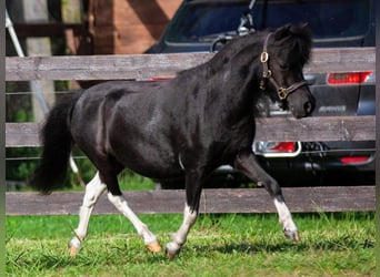 Cavallo in miniatura americano, Giumenta, 9 Anni, 84 cm, Pezzato