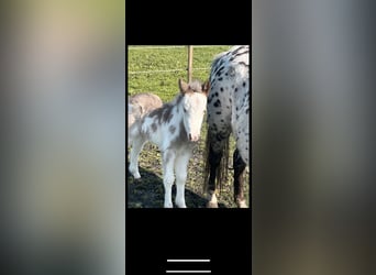Cavallo in miniatura americano Mix, Giumenta, Puledri
 (04/2023), 105 cm, Overo-tutti i colori