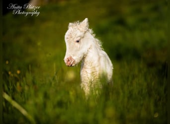 Cavallo in miniatura americano, Giumenta, Puledri
 (04/2023), 83 cm, Tovero-tutti i colori