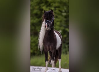 Cavallo in miniatura americano, Giumenta, Puledri
 (04/2023), 83 cm, Tovero-tutti i colori