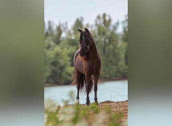 Cavallo in miniatura americano, Giumenta, Puledri
 (04/2023), 83 cm, Tovero-tutti i colori