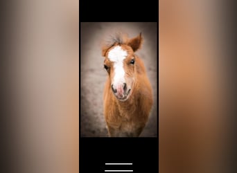 Cavallo in miniatura americano Mix, Giumenta, Puledri
 (04/2023), 85 cm, Baio