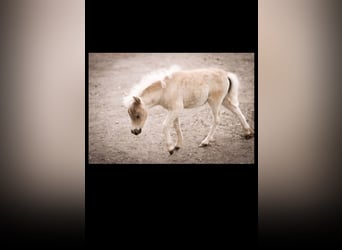 Cavallo in miniatura americano Mix, Giumenta, Puledri
 (05/2023), 85 cm, Pearl