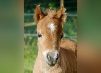 Cavallo in miniatura americano, Giumenta, , Sauro ciliegia