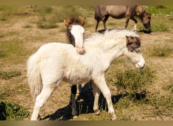 Cavallo in miniatura americano, Giumenta, Puledri (06/2025), Tovero-tutti i colori