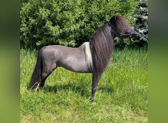 Cavallo in miniatura americano, Stallone, 11 Anni, 80 cm, Morello