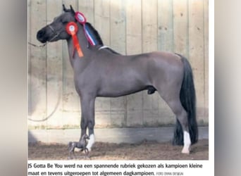 Cavallo in miniatura americano, Stallone, 11 Anni, 80 cm, Morello