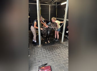 Cavallo in miniatura americano, Stallone, 11 Anni, 80 cm, Morello