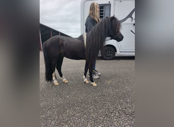Cavallo in miniatura americano, Stallone, 11 Anni, 80 cm, Morello