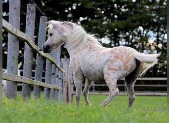 Cavallo in miniatura americano, Stallone, 13 Anni, 86 cm, Pelle di daino