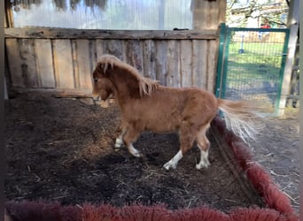 Cavallo in miniatura americano, Stallone, 1 Anno, 70 cm, Tobiano-tutti i colori