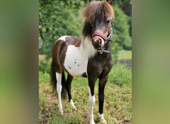 Cavallo in miniatura americano, Stallone, 1 Anno, 73 cm, Pezzato