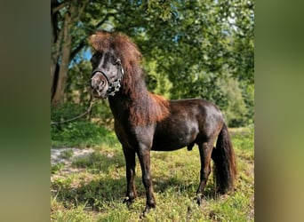 Cavallo in miniatura americano, Stallone, 1 Anno, 74 cm, Morello