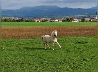 Cavallo in miniatura americano, Stallone, 1 Anno, 81 cm, Palomino