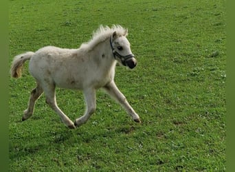 Cavallo in miniatura americano, Stallone, 1 Anno, 81 cm, Palomino