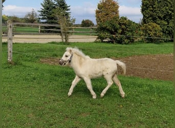 Cavallo in miniatura americano, Stallone, 1 Anno, 81 cm, Palomino
