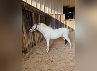 Cavallo in miniatura americano, Stallone, 1 Anno, 81 cm, Pezzato