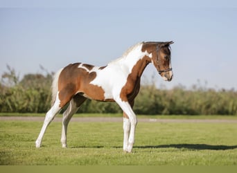 Cavallo in miniatura americano, Stallone, 1 Anno, 83 cm, Pezzato