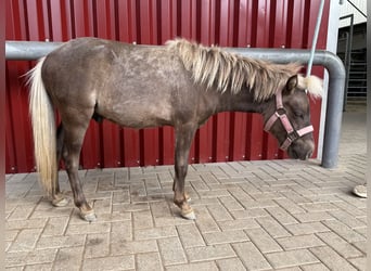 Cavallo in miniatura americano, Stallone, 1 Anno, 85 cm