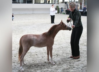 Cavallo in miniatura americano, Stallone, 1 Anno, 85 cm, Sabino