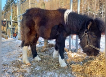 Cavallo in miniatura americano, Stallone, 2 Anni, 110 cm, Pezzato