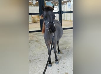 Cavallo in miniatura americano, Stallone, 2 Anni, 80 cm, Baio scuro