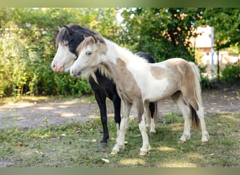 Cavallo in miniatura americano, Stallone, 2 Anni, 82 cm, Tovero-tutti i colori