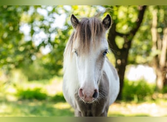 Cavallo in miniatura americano, Stallone, 2 Anni, 82 cm, Tovero-tutti i colori