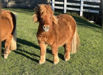 Cavallo in miniatura americano Mix, Stallone, 2 Anni, 85 cm, Sauro
