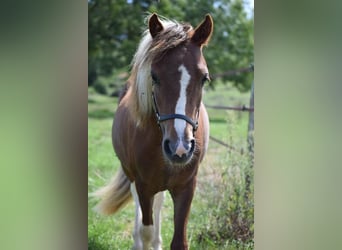 Cavallo in miniatura americano, Stallone, 2 Anni, 90 cm, Overo-tutti i colori