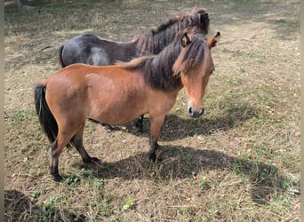 Cavallo in miniatura americano, Stallone, 2 Anni, Baio