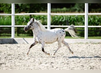 Cavallo in miniatura americano, Stallone, 2 Anni, Leopard