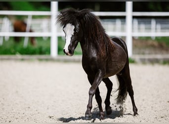 Cavallo in miniatura americano, Stallone, 2 Anni, Leopard