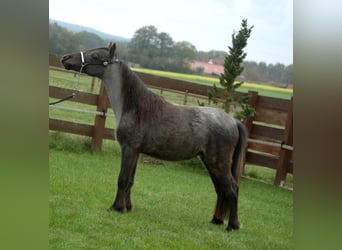 Cavallo in miniatura americano, Stallone, 2 Anni, Roano blu