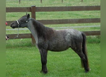 Cavallo in miniatura americano, Stallone, 2 Anni, Roano blu