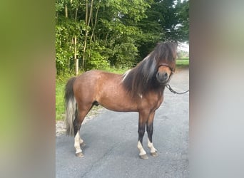 Cavallo in miniatura americano, Stallone, 3 Anni, 80 cm, Tobiano-tutti i colori
