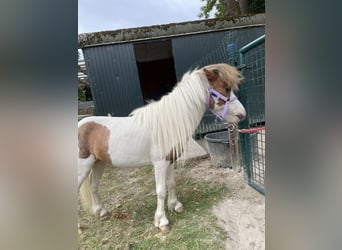 Cavallo in miniatura americano, Stallone, 9 Anni, 75 cm, Overo-tutti i colori