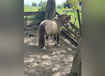 Cavallo in miniatura americano, Stallone, 9 Anni, 90 cm, Pelle di daino