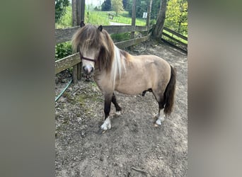 Cavallo in miniatura americano, Stallone, 9 Anni, 90 cm, Pelle di daino