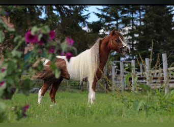 Cavallo in miniatura americano, Stallone, 12 Anni, 75 cm, Pezzato