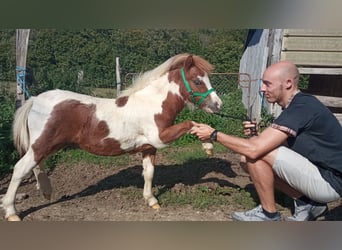 Cavallo in miniatura americano, Stallone, Puledri (04/2025), 80 cm, Pezzato